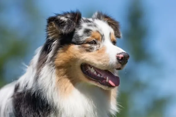 Australian-Shepherd