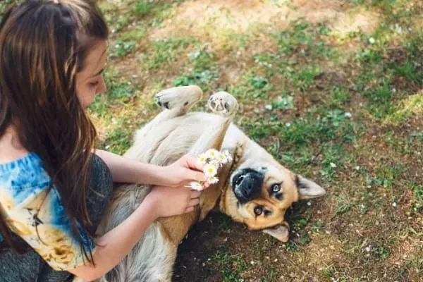 belgian-malinois-cuddling