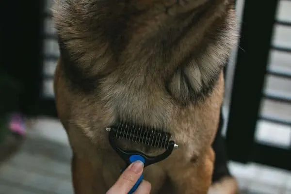 best-dog-brushes-for-german-shepherds