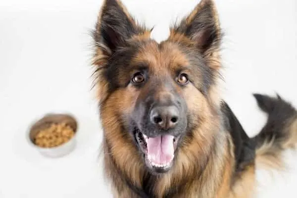 best-dog-food-for-german-shepherd