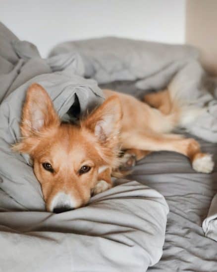 can-i-get-worms-from-my-dog-sleeping-in-my-bed