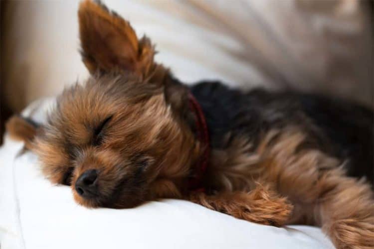 Can You Catch A Stomach Virus From A Dog?