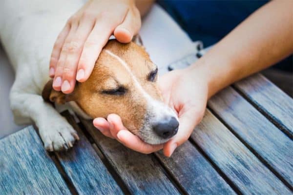 can you get worms from your dog sleeping in your bed