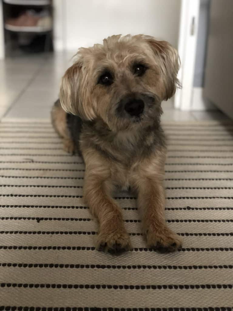 can-you-catch-a-stomach-virus-from-a-dog