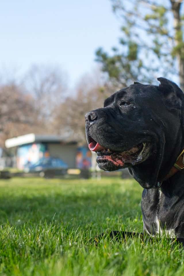 cane-corso-dog