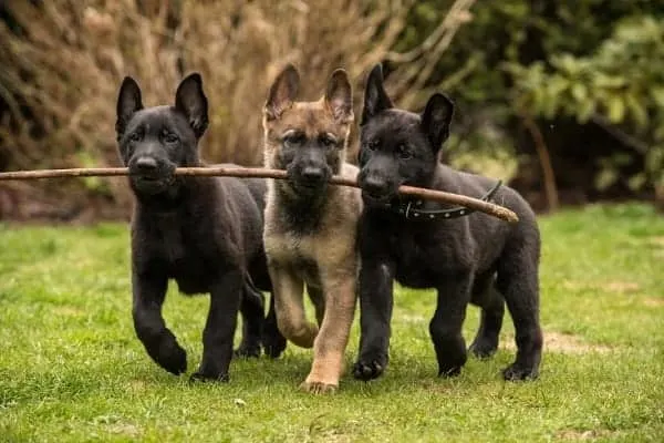 choosing-the-right-german-shepherd-puppy-from-a-litter