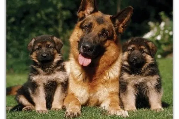 choosing-the-right-german-shepherd-puppy-from-a-litter