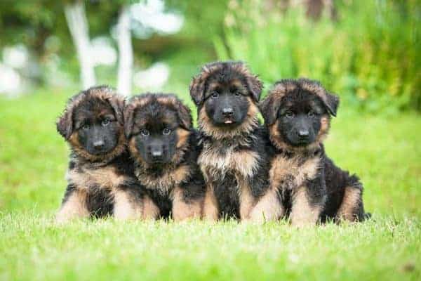 choosing-the-right-german-shepherd-puppy-from-a-litter