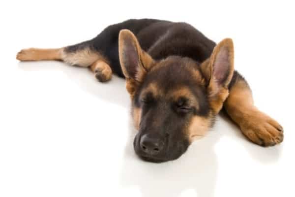 do-german-shepherd-puppies-sleep-a-lot