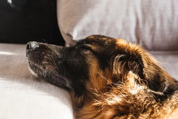 do-german-shepherd-puppies-sleep-a-lot