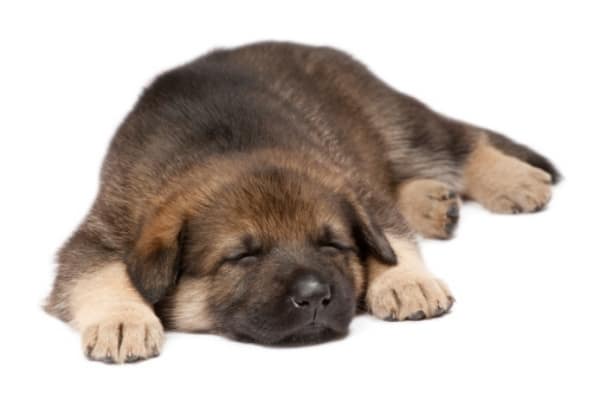 do-german-shepherd-puppies-sleep-a-lot