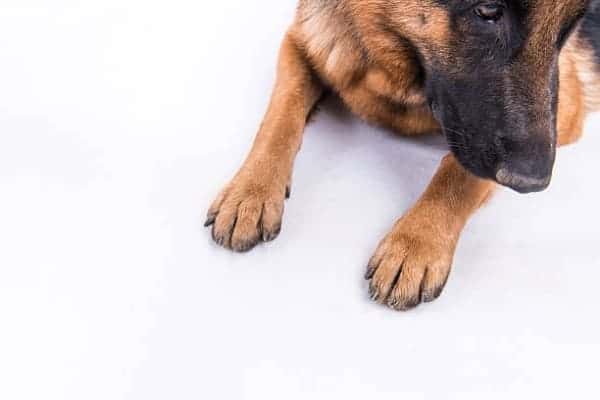 do-german-shepherds-have-dew-claws