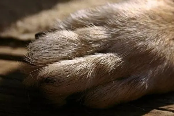 do-german-shepherds-have-dew-claws
