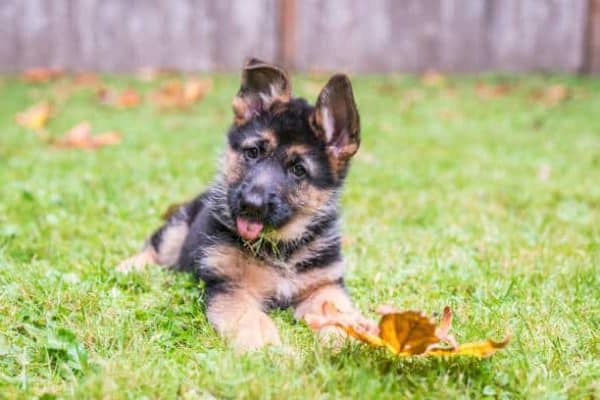 german-shepherd-puppy-with pointy-ears-laying-on-grass