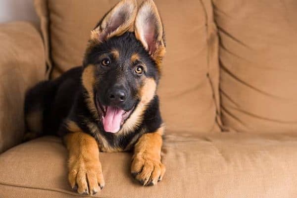 german-shepherd-puppy-with-pointed-ears