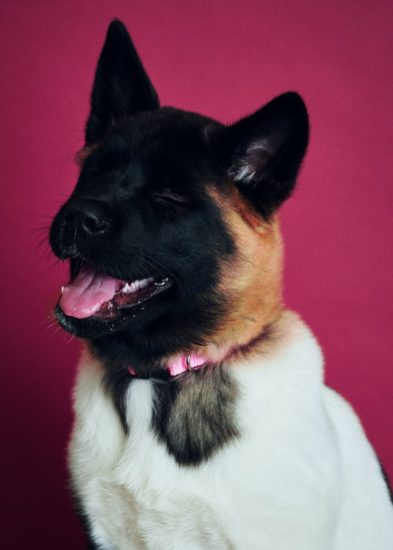 akita-dog-smiling