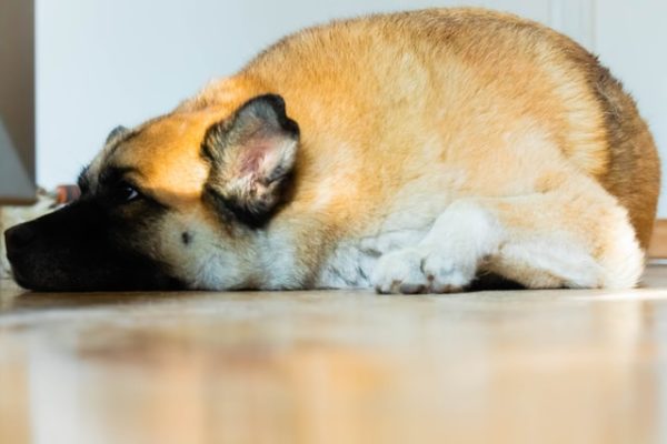 german-shepherd-akita-dog-laying-on-floor