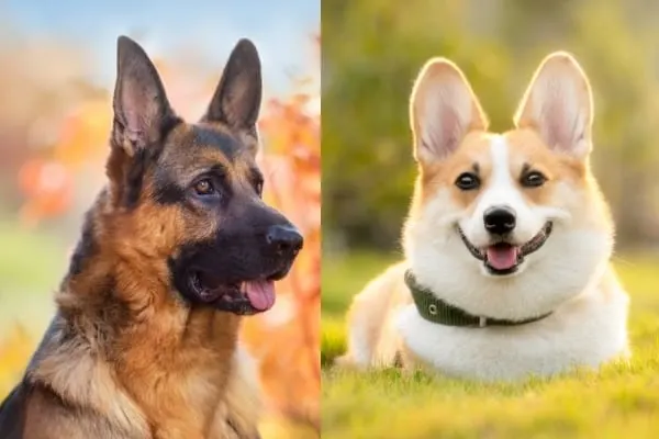 german-shepherd-and-corgi