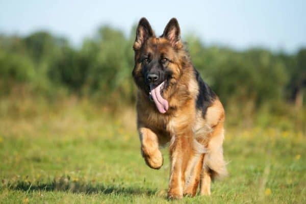 german-shepherd-exercise-routines