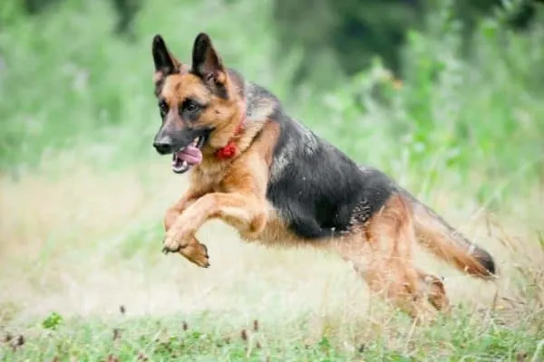 german-shepherd-sprinting-through-a-field