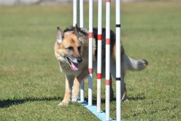 german-shepherd-running-through-weave-poles