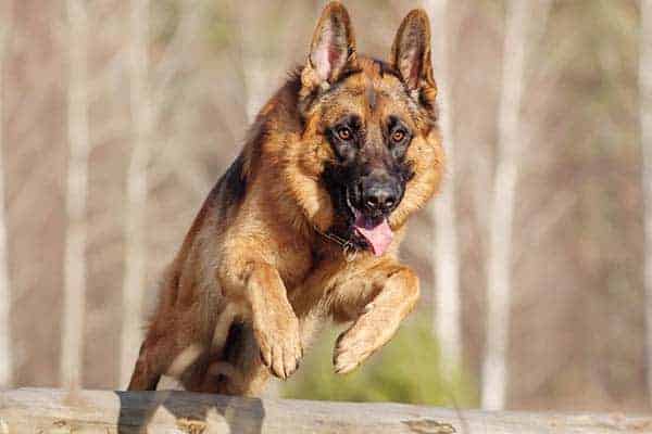 german-shepherd-exercise-routines