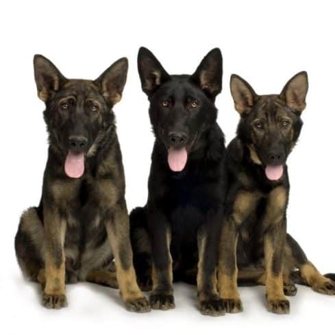 german-shepherd-growth-chart