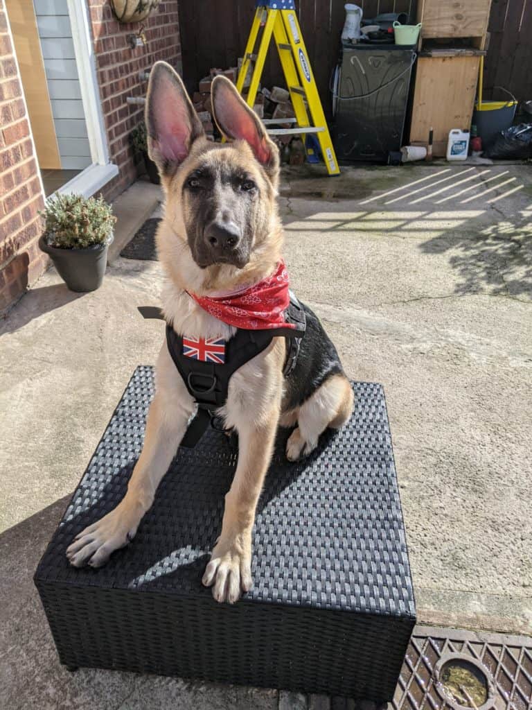 german-shepherd-puppy-sitting-facing-the-camera