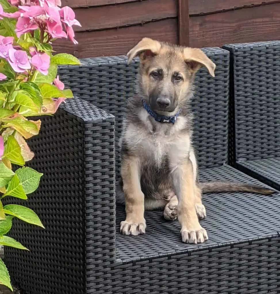 german-shepherd-puppy-sitting-on-chair