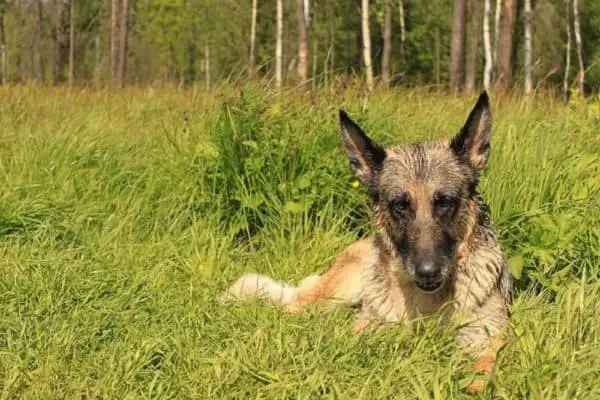 german-shepherd-heat-tolerance