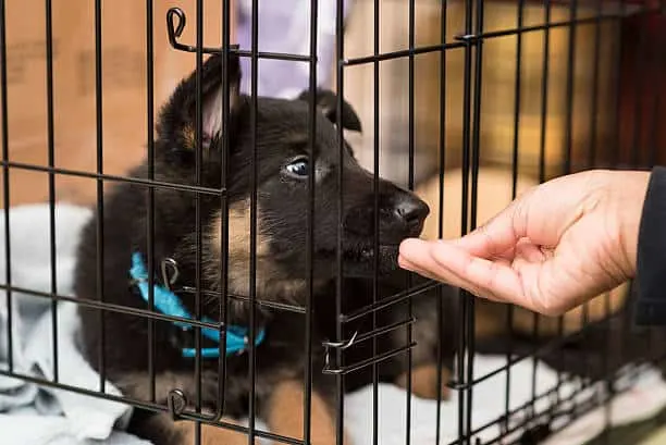 German shepherd puppy eating in crate