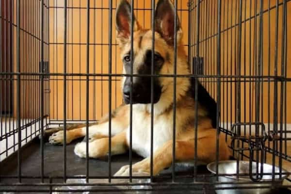 german-shepherd-puppy-crying-in-crate