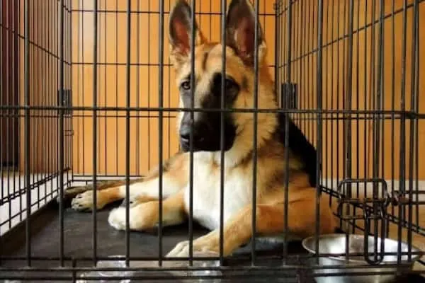 German shepherd puppy crying in crate