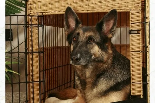 German shepherd crying in crate