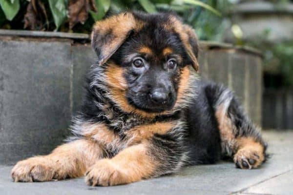 german-shepherd-training-for-beginners-8-week-old-german-shepherd-puppy