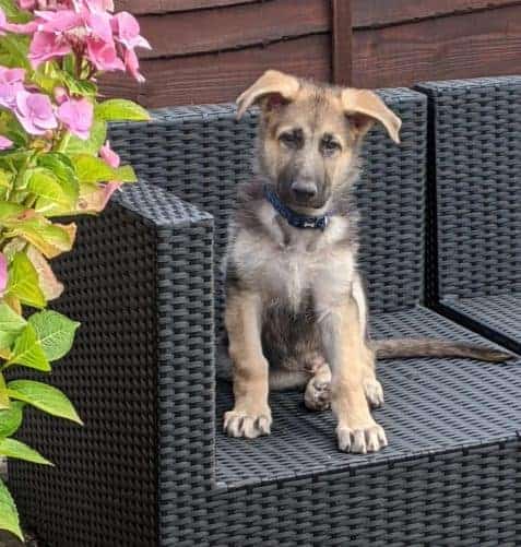 german-shepherd-training-for-beginners-8-week-old-german-shepherd-puppy