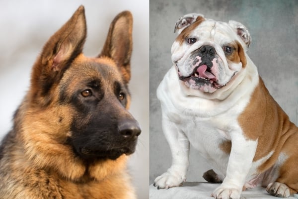 german-shepherd-vs-bulldog