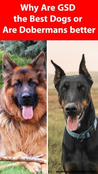 german-shepherd-vs-doberman