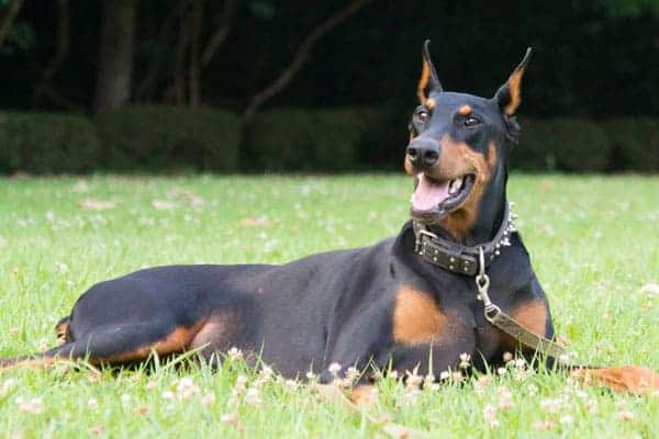 doberman-dog