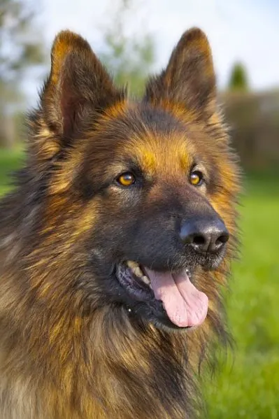 german-shepherd-dog