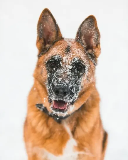 how-cold-is-too-cold-for-a-german-shepherd