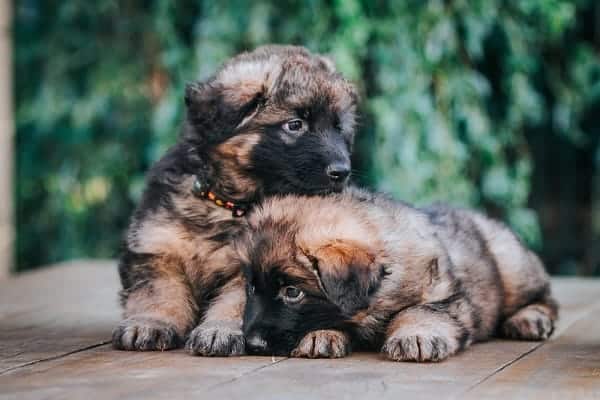 how-many-puppies-does-a-german-shepherd-have