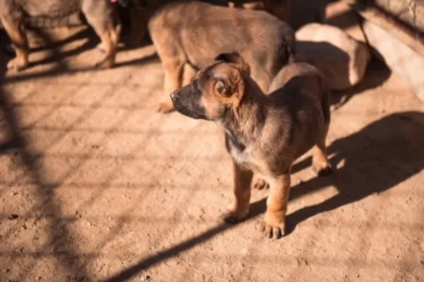 How Often Do Belgian Malinois Go Into Heat: Learn Important Facts About Malinois Estrus 2 how-often-do-belgian-malinois-go-into-heat