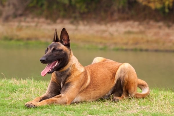 how-often-do-belgian-malinois-go-into-heat
