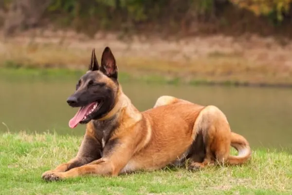 How Often Do Belgian Malinois Go Into Heat: Learn Important Facts About Malinois Estrus 3 how-often-do-belgian-malinois-go-into-heat