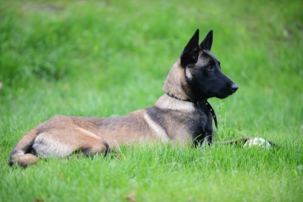 Belgian-malinois-breed