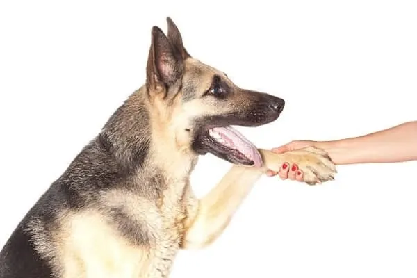 how-to-cut-german-shepherd-nails