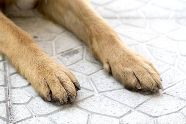 german-shepherd-feet