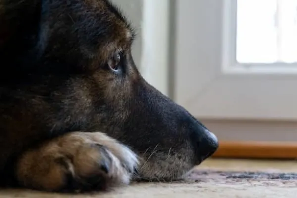 how-to-cut-german-shepherd-nails