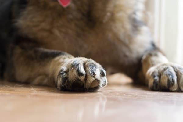 german-shepherd-nails